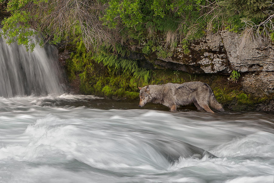 Nature Photograph - Salmon Fishing Wolf by Nick Kalathas