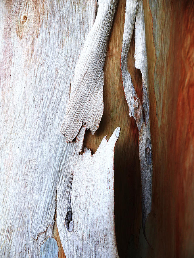 Salmon Gum Tree Bark 5 Photograph by Lexa Harpell