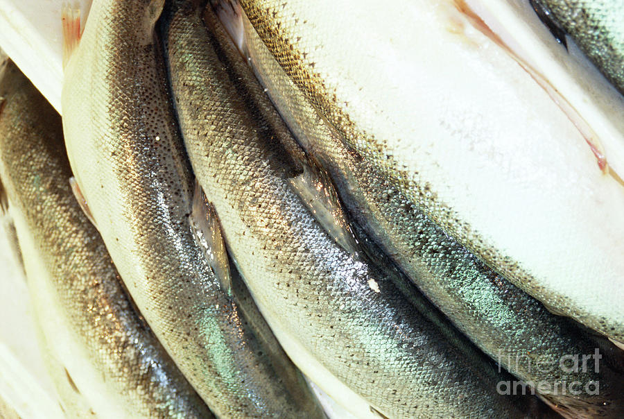 Salmon Photograph by John Cole/science Photo Library