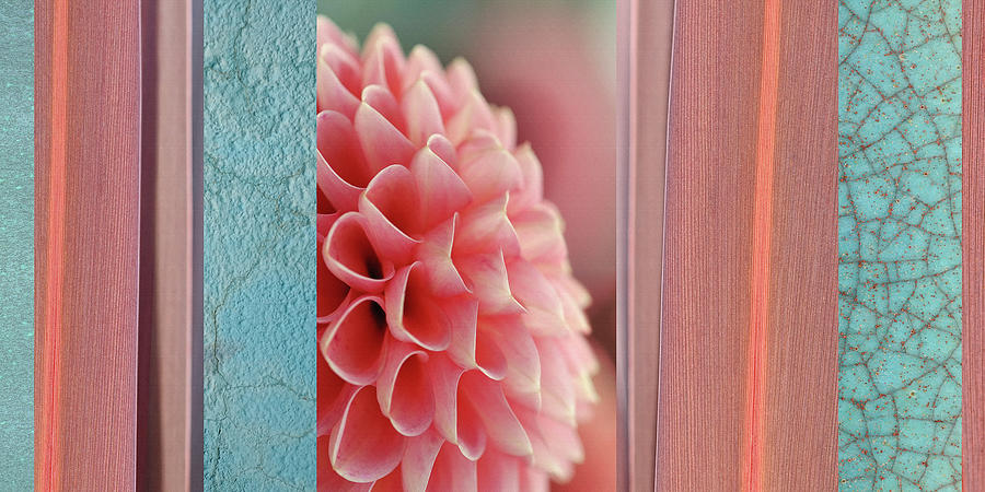Nature Photograph - Salmon-pink Dahlia Collage by Cora Niele