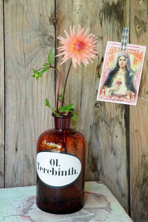 Salmon Pink Dahlia In Vintage Apothecaries Bottle On Pale Green Table, Nostalgic Postcard Of The Madonna Stuck On Board Wall Photograph by Revier 51