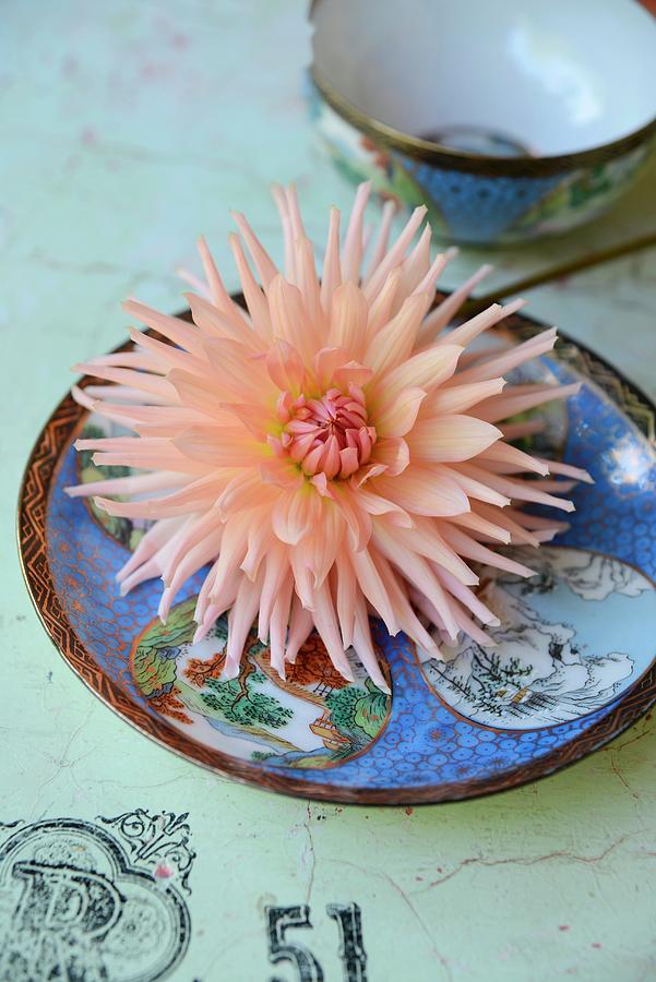 Salmon Pink Dahlia On Blue China Plate Photograph by Revier 51