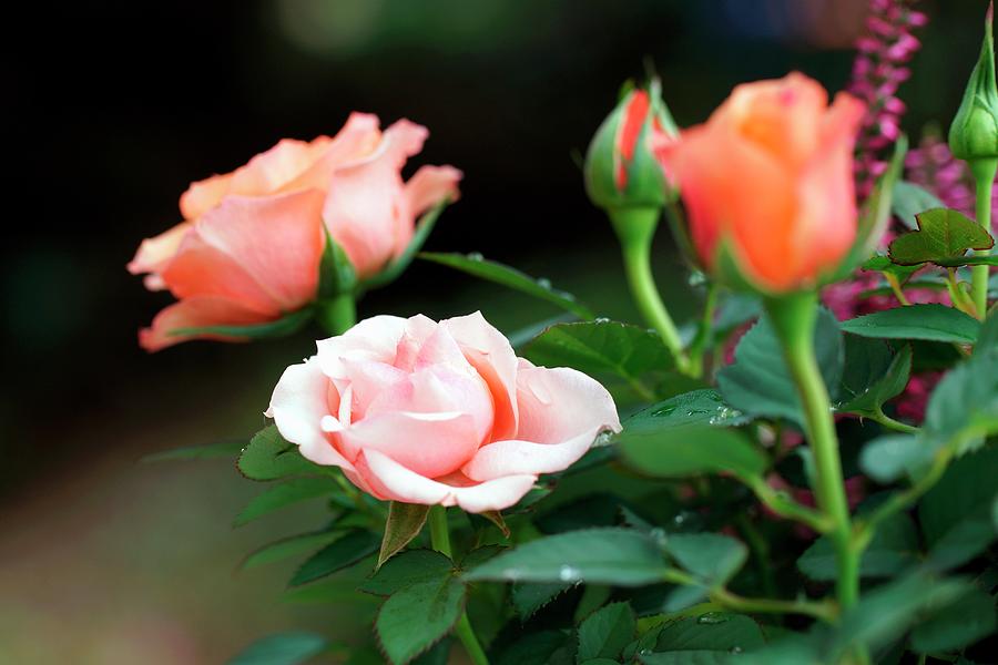 Salmon Pink Flowers On A Rose Bush Photograph by Angelica Linnhoff