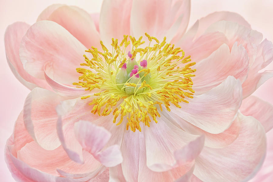 Flower Photograph - Salmon Pink Peony by Cora Niele