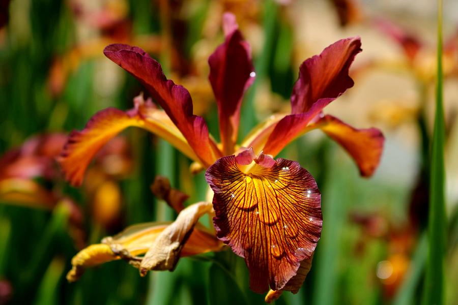 Salmon Sunset Iris Flower Photograph by LaDonna McCray Fine Art America