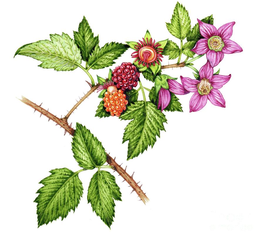 Nature Photograph - Salmonberry (rubus Spectabilis) by Lizzie Harper/science Photo Library