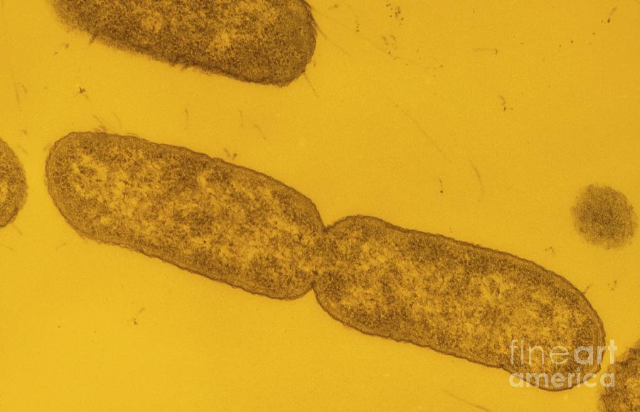 Salmonella Typhimurium Bacteria Dividing Photograph by Moredun Animal ...