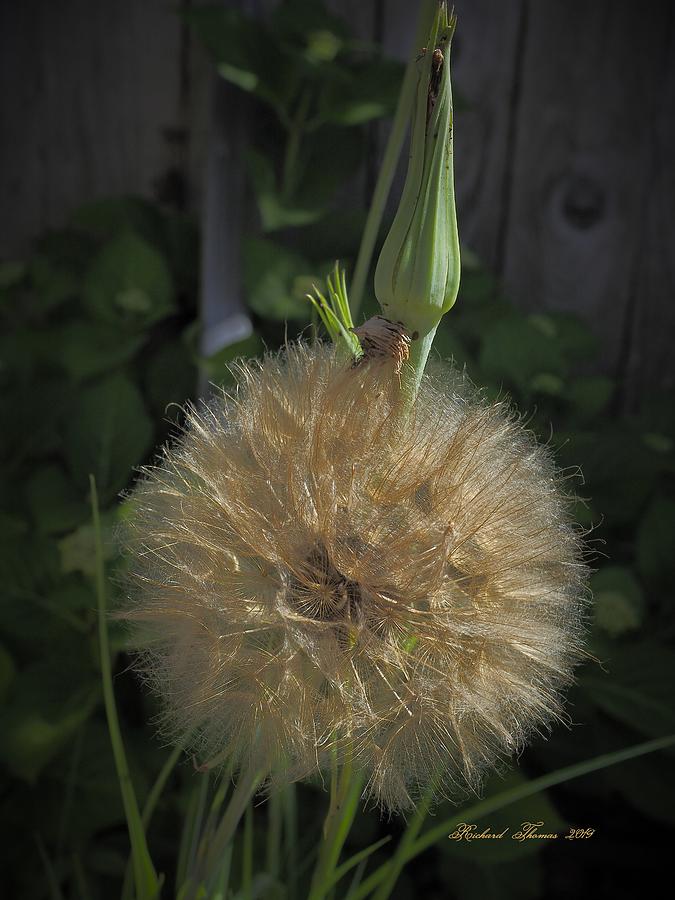 Salsify Pod and Bloom Photograph by Richard Thomas