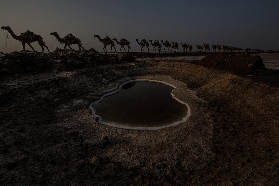 Salt Camel Caravan In Danakil Depression Photograph by Anthony Pappone