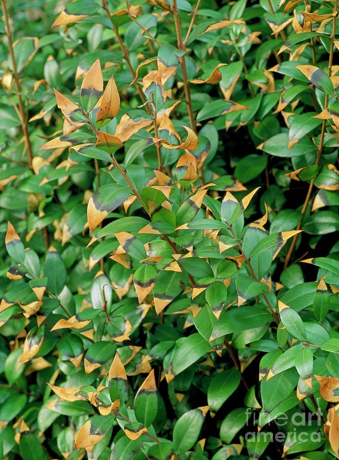 Salt Damage To Privet Plant Photograph by Geoff Kidd/science Photo Library
