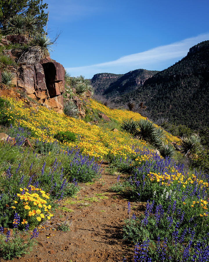 Salt River Canyon Spring Photograph by Dennis Swena