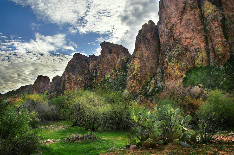 Salt River Greenery and Rocks Photograph by Dave Dilli