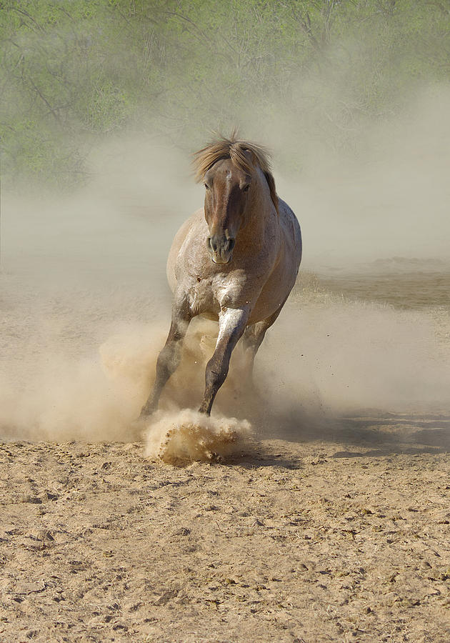 Salt River Wild Horse Photograph by Barbara Sophia Travels
