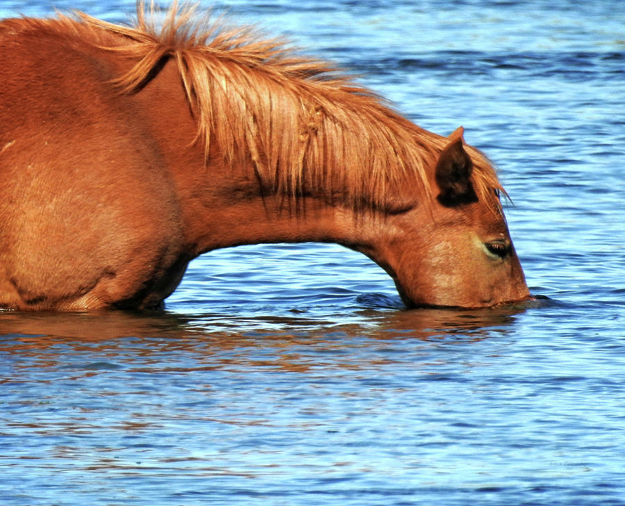 Salt River Wid Horse Eating Grass Photograph