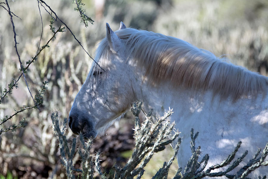 Salt River Wild Horse 3738-020119 Photograph by Tam Ryan