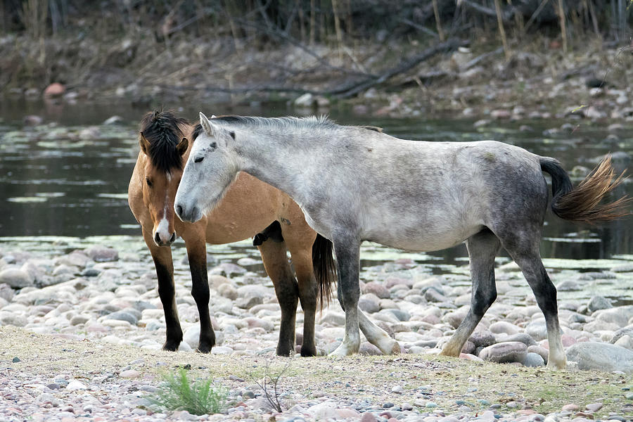 Salt River Wild Horses 3398-012919 Photograph by Tam Ryan