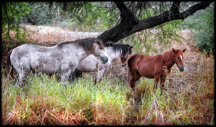 Salt River Wild Horses Photograph by Elaine Malott