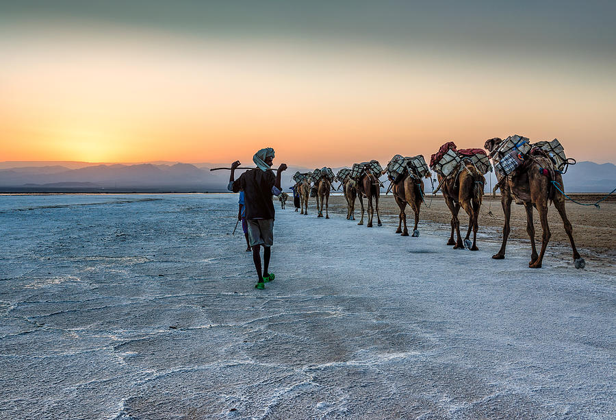 Camel Photograph - Salt Transportation by Jaap Koer