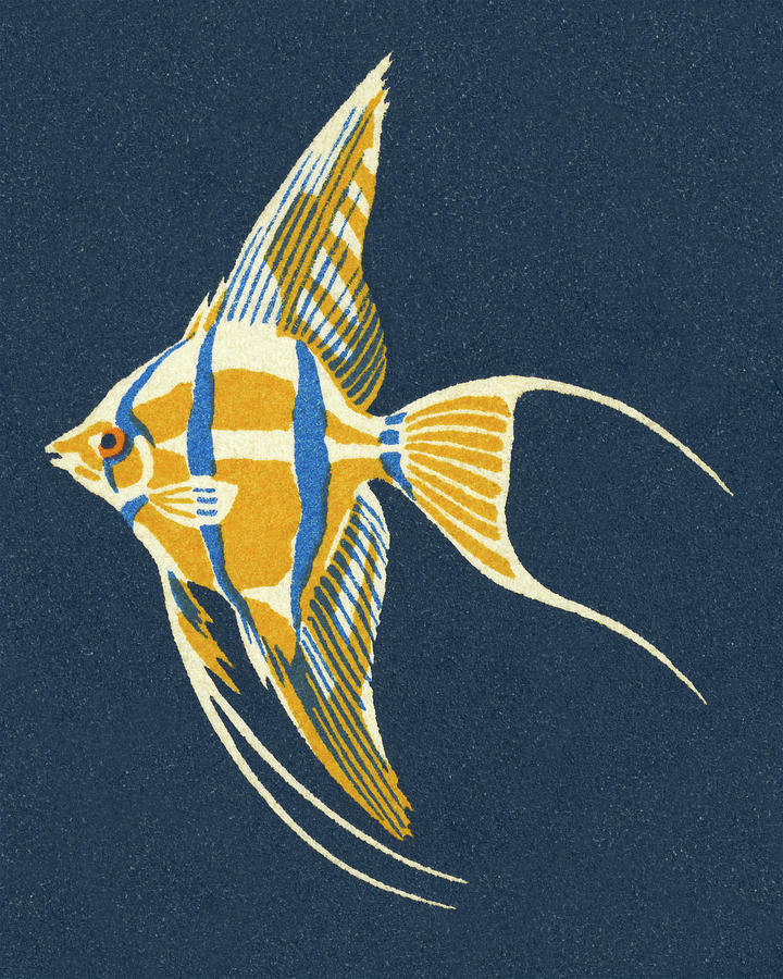 Fish Drawing - Salt Water Fish by CSA Images