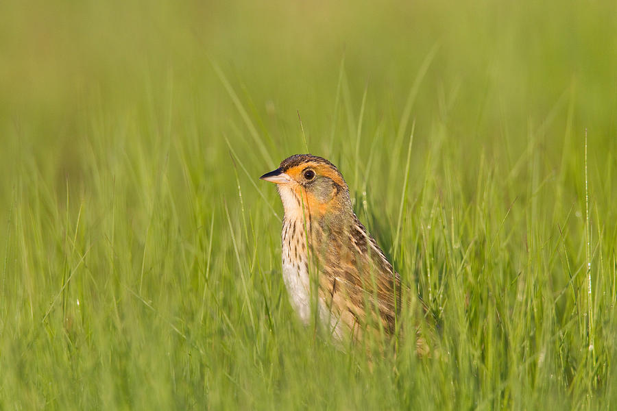 Saltmarsh Sparrow Photograph by James Zipp