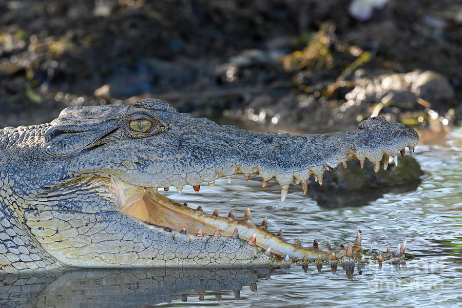 Kakadu National Park Photograph - Saltwater Crocodile by Dr P. Marazzi/science Photo Library