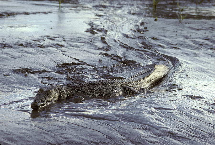 Saltwater Crocodile Photograph by Graham Anderson
