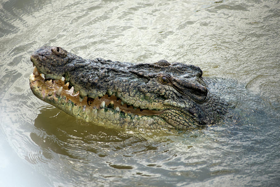 Saltwater Crocodile In The Adelide River, Seen During The Spectacular Jumping Crocodile Tour Photograph by Don Fuchs