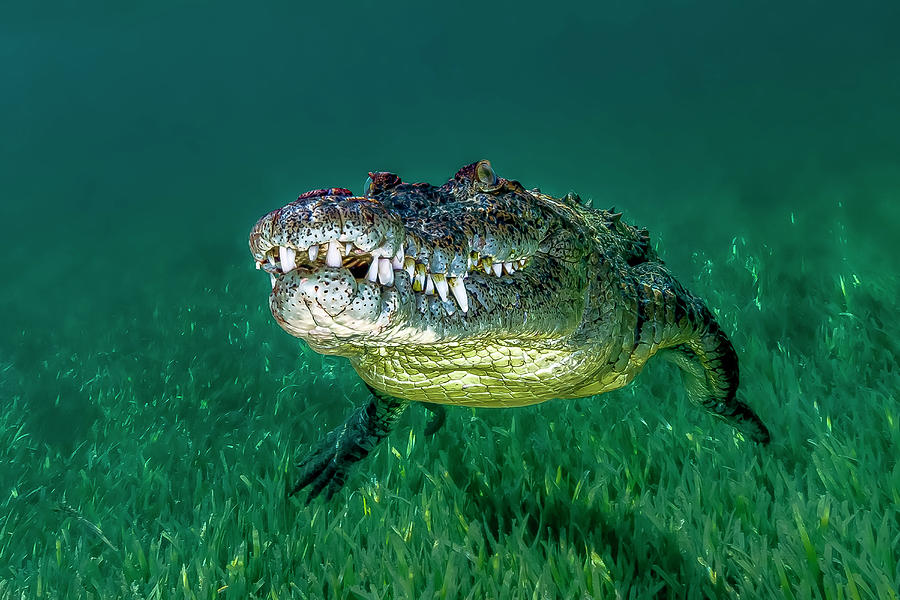 Saltwater Crocodile Of Cuba Photograph by Bruce Shafer