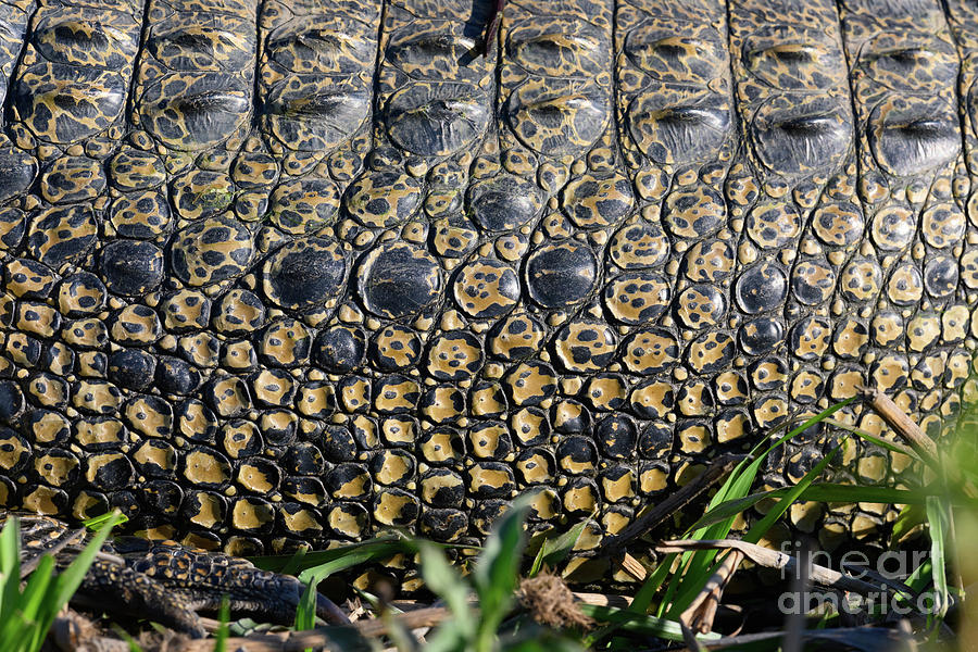 Kakadu National Park Photograph - Saltwater Crocodile Skin by Dr P. Marazzi/science Photo Library