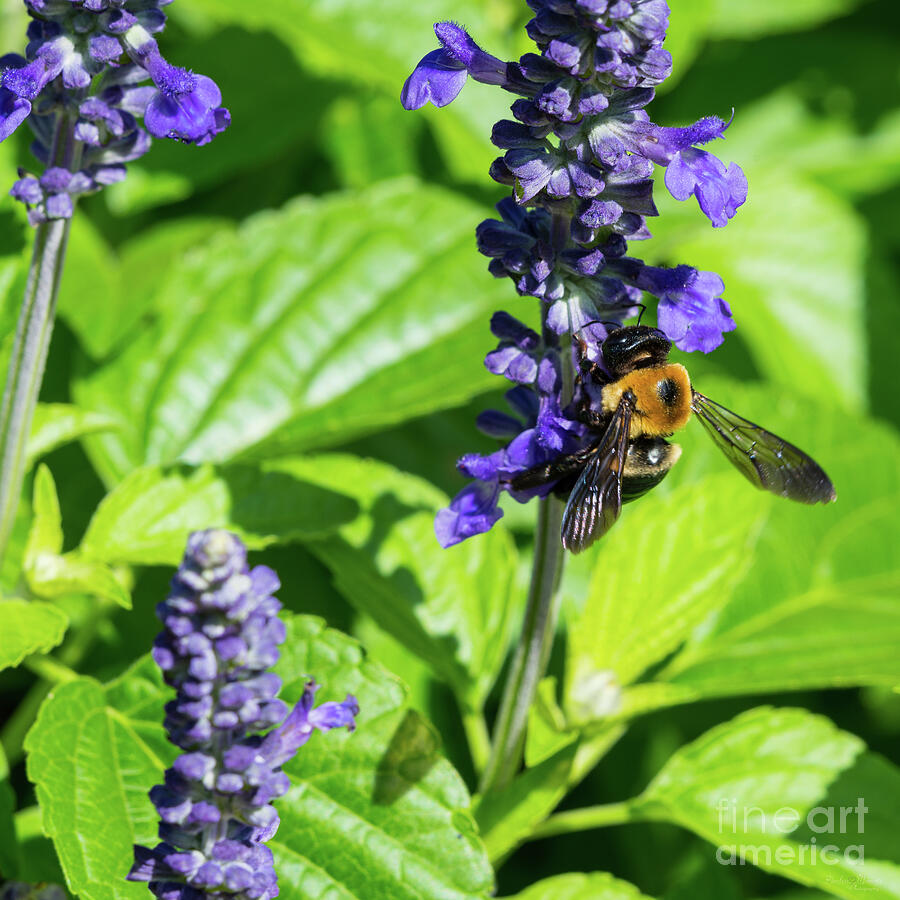 Salvia And Bumblebee Photograph by Jennifer White