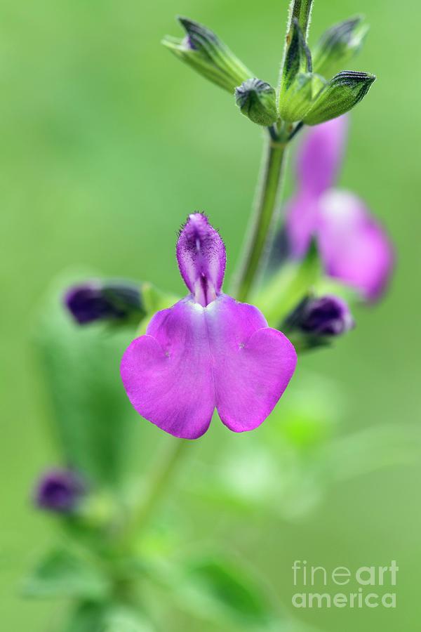 Salvia christine Yeo Photograph by Geoff Kidd/science Photo Library