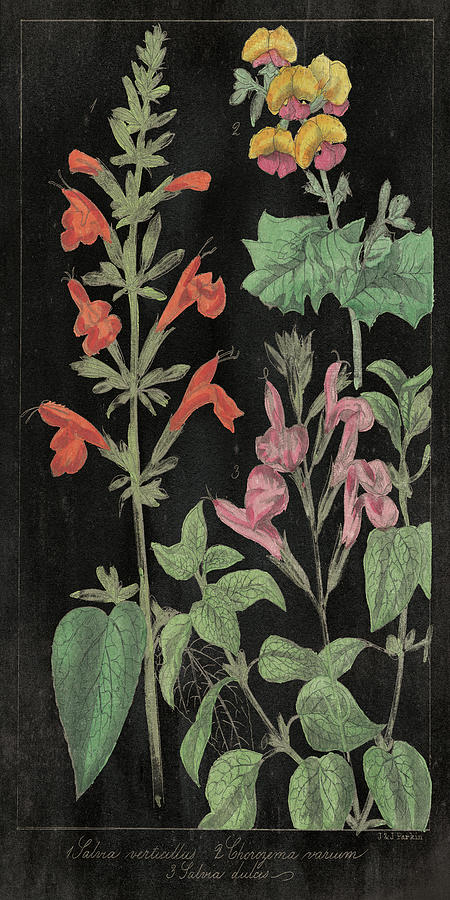 Vintage Mixed Media - Salvia Florals I On Black by Wild Apple Portfolio