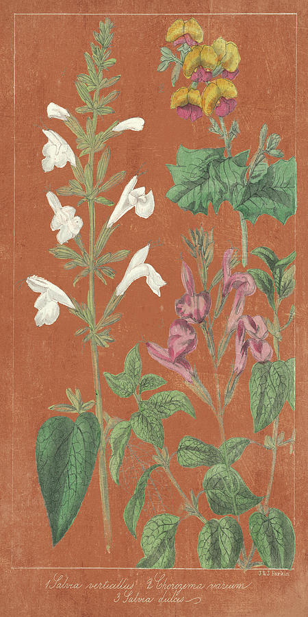 Vintage Painting - Salvia Florals I Spice by Wild Apple Portfolio
