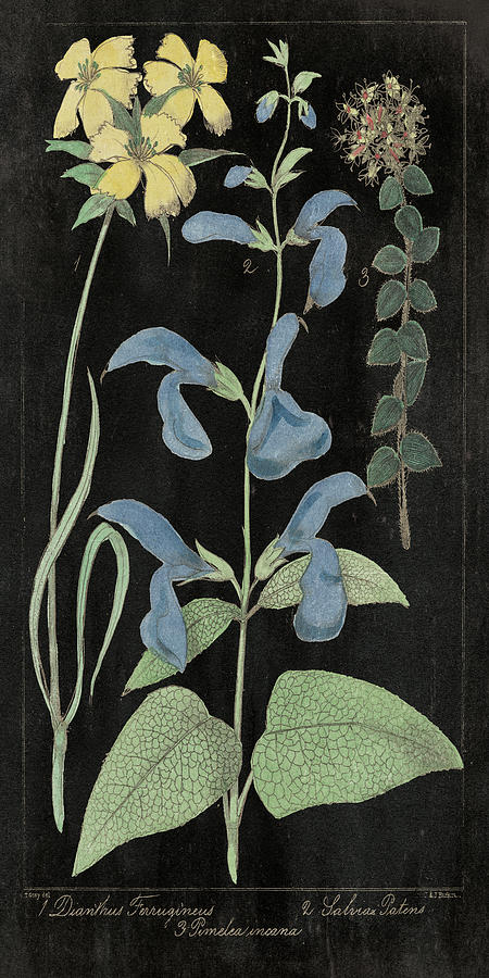 Vintage Mixed Media - Salvia Florals II On Black by Wild Apple Portfolio