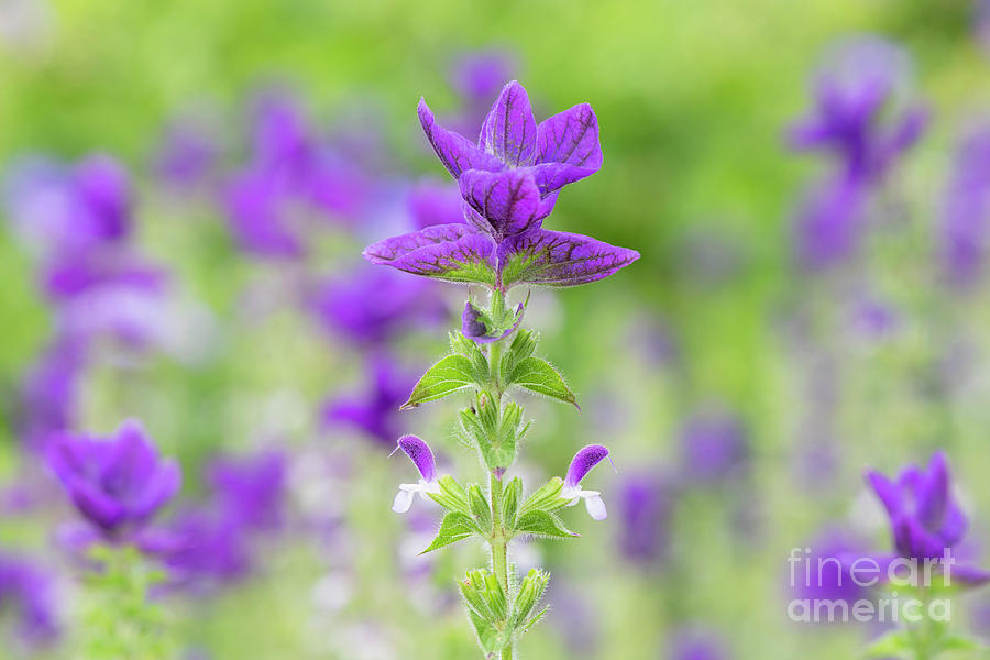 Salvia horminum Oxford Blue Photograph by Tim Gainey