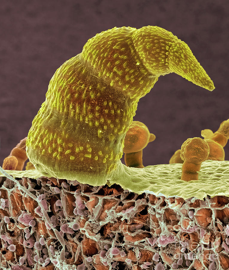 Leaf Surface Trichomes (salvia Divinorum) Photograph by Dennis Kunkel  Microscopy/science Photo Library - Fine Art America