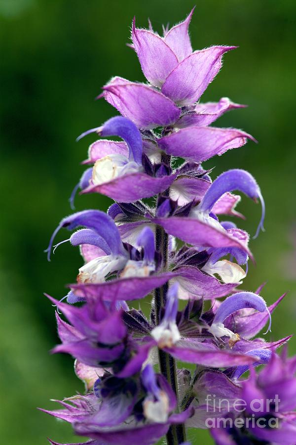 Nature Photograph - Salvia Sclarea Var. Turkestanica by Dr Keith Wheeler/science Photo Library