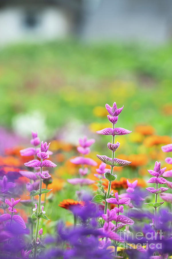 Deep Purple Photograph - Salvia viridis Rosea in an English Garden by Tim Gainey