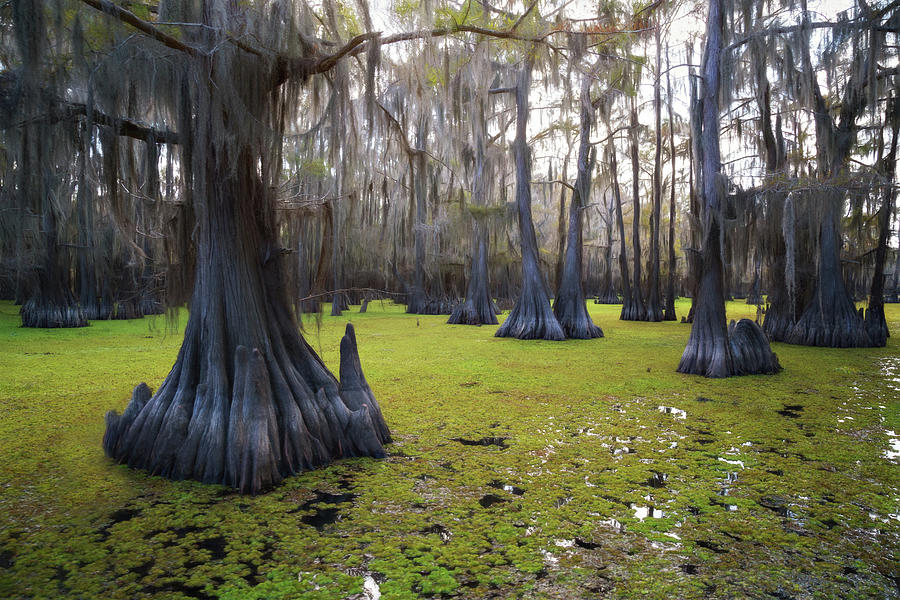 Salvinia Floor Covered Forest Photograph by Lana Trussell