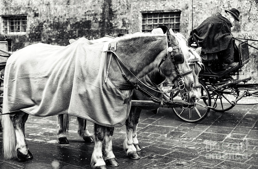 Salzburg Vintage Horses Photograph by John Rizzuto