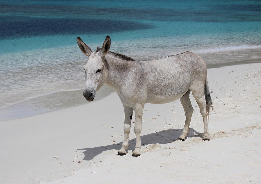 Sam The Wild Donkey Of St. John Photograph by Fiona Kennard