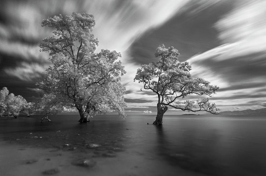 Samalian Trees Photograph by Michael De Guzman