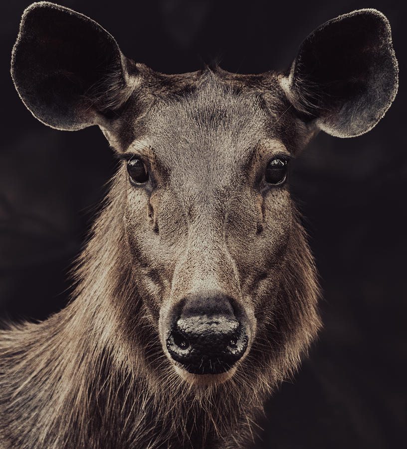 Sambar Deer Headshot Photograph