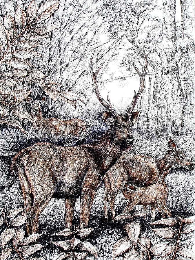 Deer Drawing - Sambar Deer by Trish Taylor Ponappa