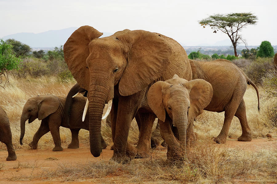 Samburu African Elephant Family Photograph by Hiroya Minakuchi