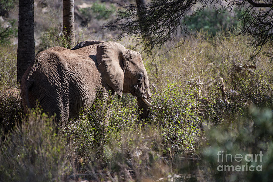 Samburu Elephant Photograph by Steve Somerville