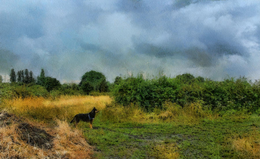 Same dog, same English field by Nora Martinez Same dog, same English field by Nora Martinez