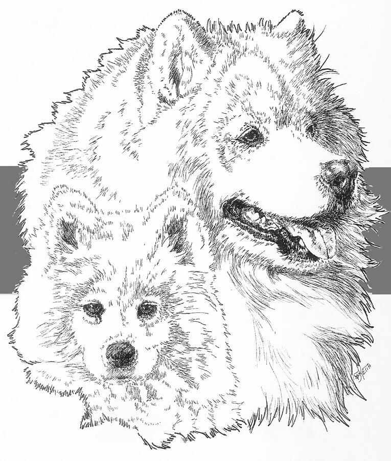 Samoyed and Pup Drawing by Barbara Keith