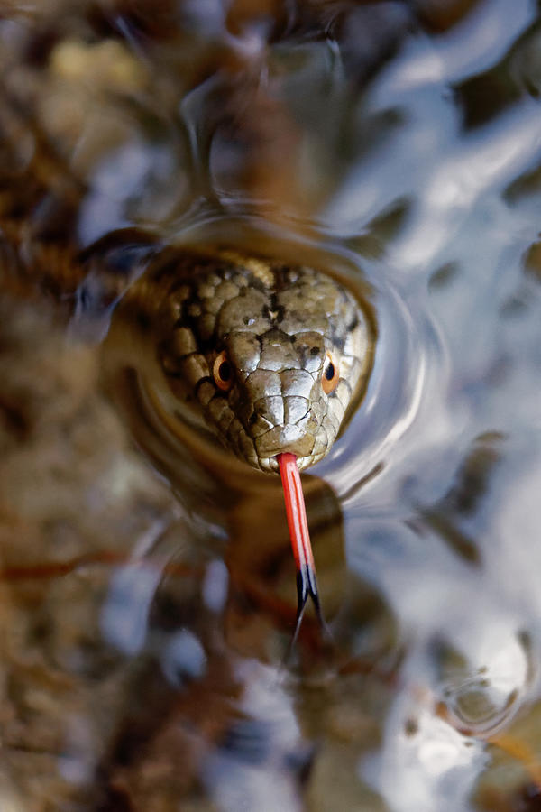 Sampling the Air -- Western Terrestrial Garter Snake in Kings Canyon National Park, California Photograph by Darin Volpe