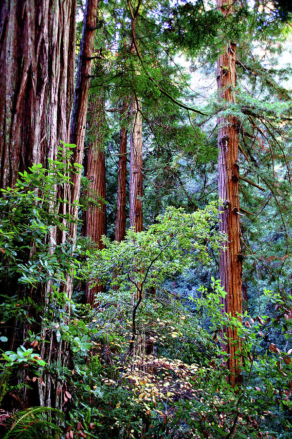 Samuel Taylor Redwoods 1 Photograph by David Armentrout